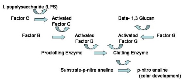 digestive enzyme cascade reactions