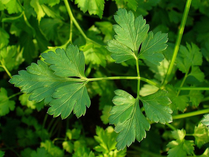 parsley plant for liver cleansing smoothie