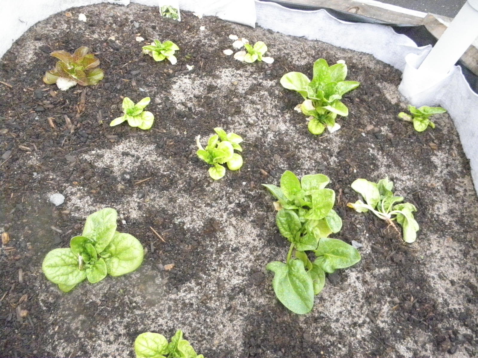 melbourne community gardens