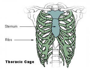 rib cage illustration