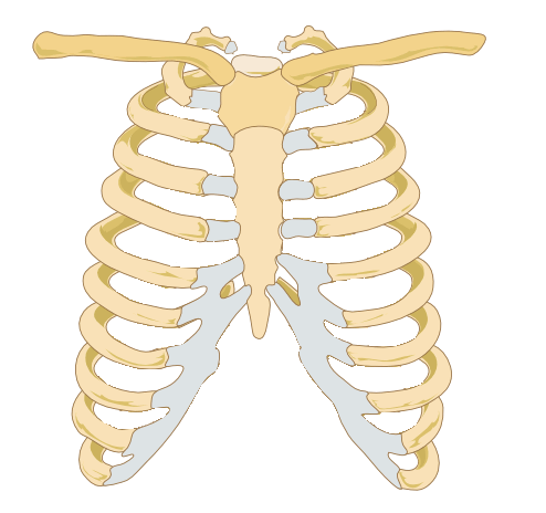 rib cage illustration