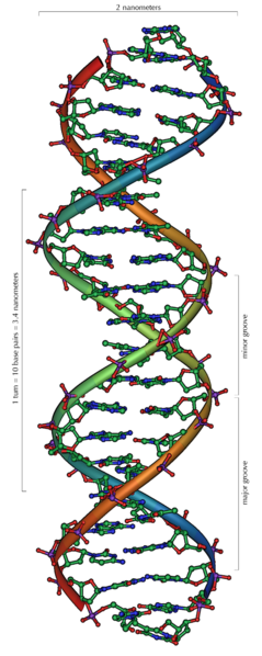 DNA structure