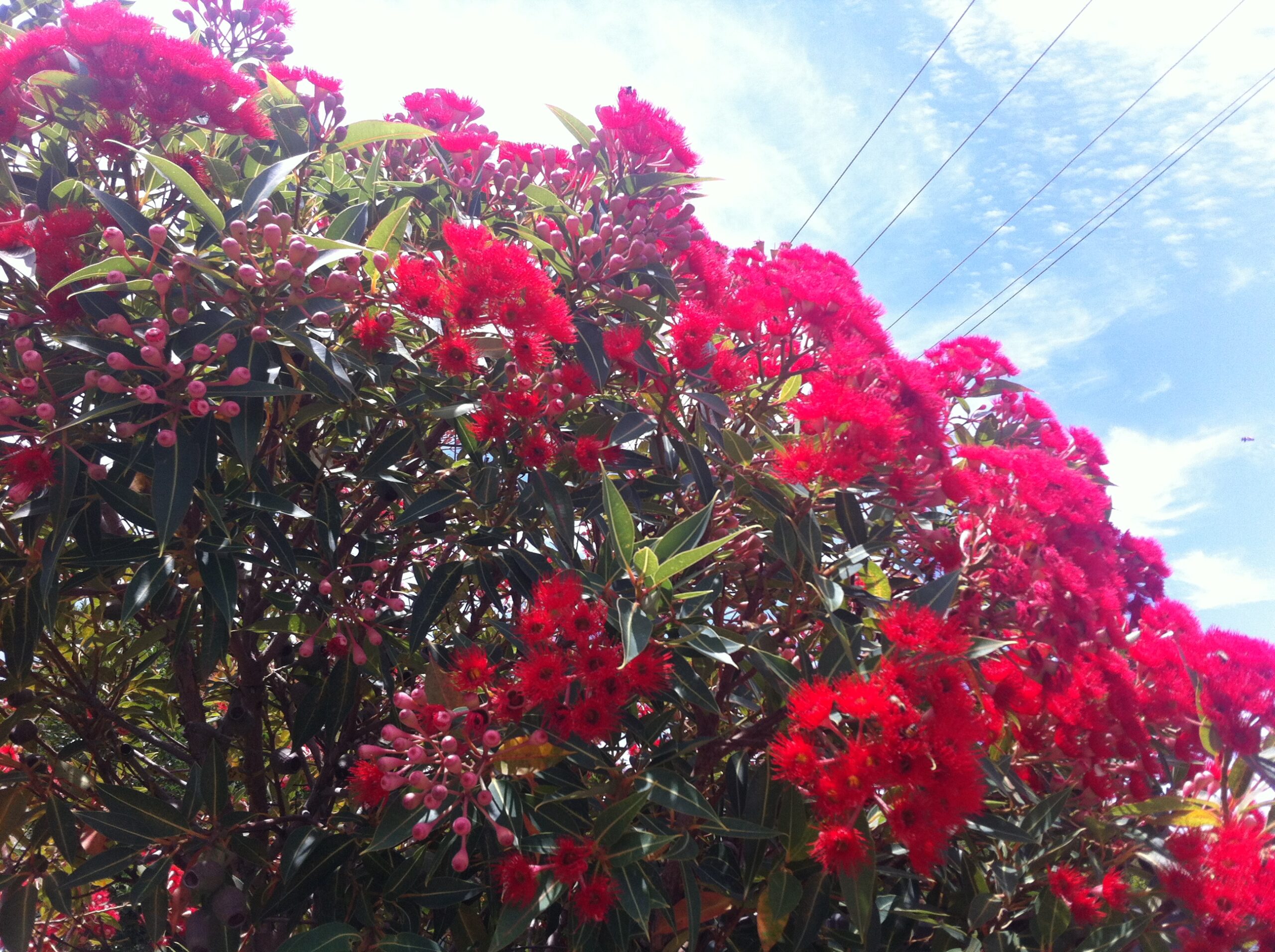 bright red grevillea flowers on bush