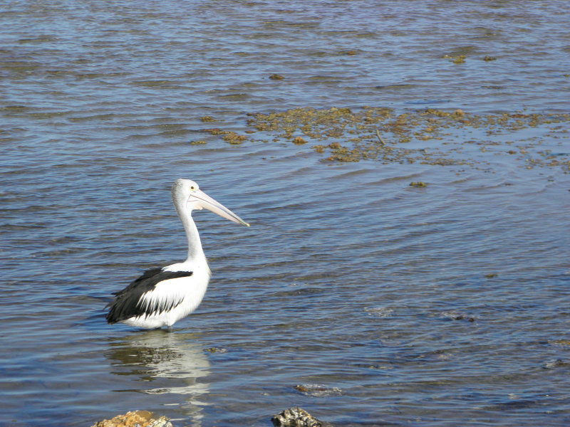 water - the symbol of the menstruating woman - nutrition - pelican in the lake