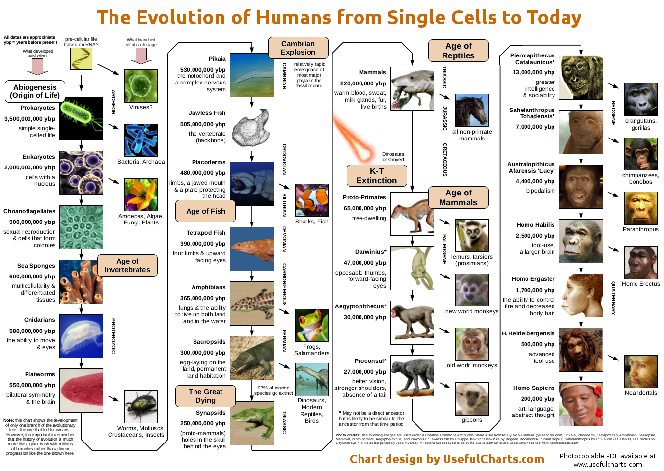 evolution-of-life-from-single-celled-organisms-part-1-my-health-zest