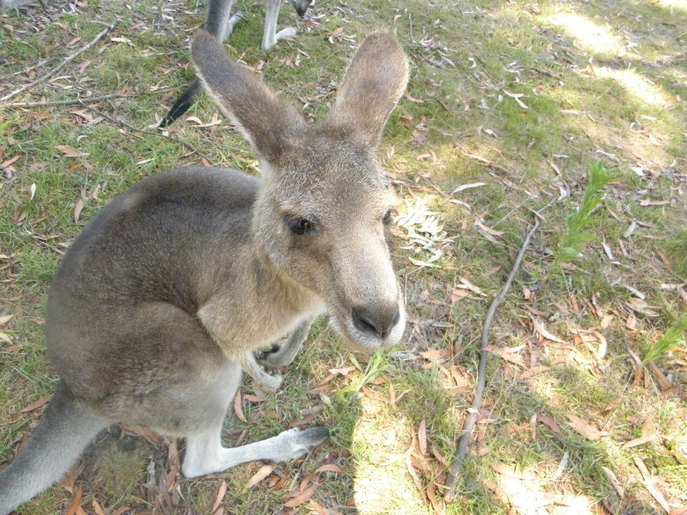 beautiful wallaby that is worth saving - Jane Goodall roots and shoots program and inspiring talk think inc