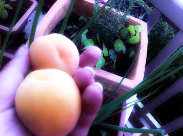 plastic free july by collecting apricots with no plastic