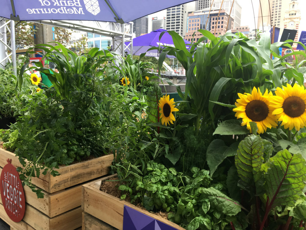 lush green plants and sunflowers at southbank