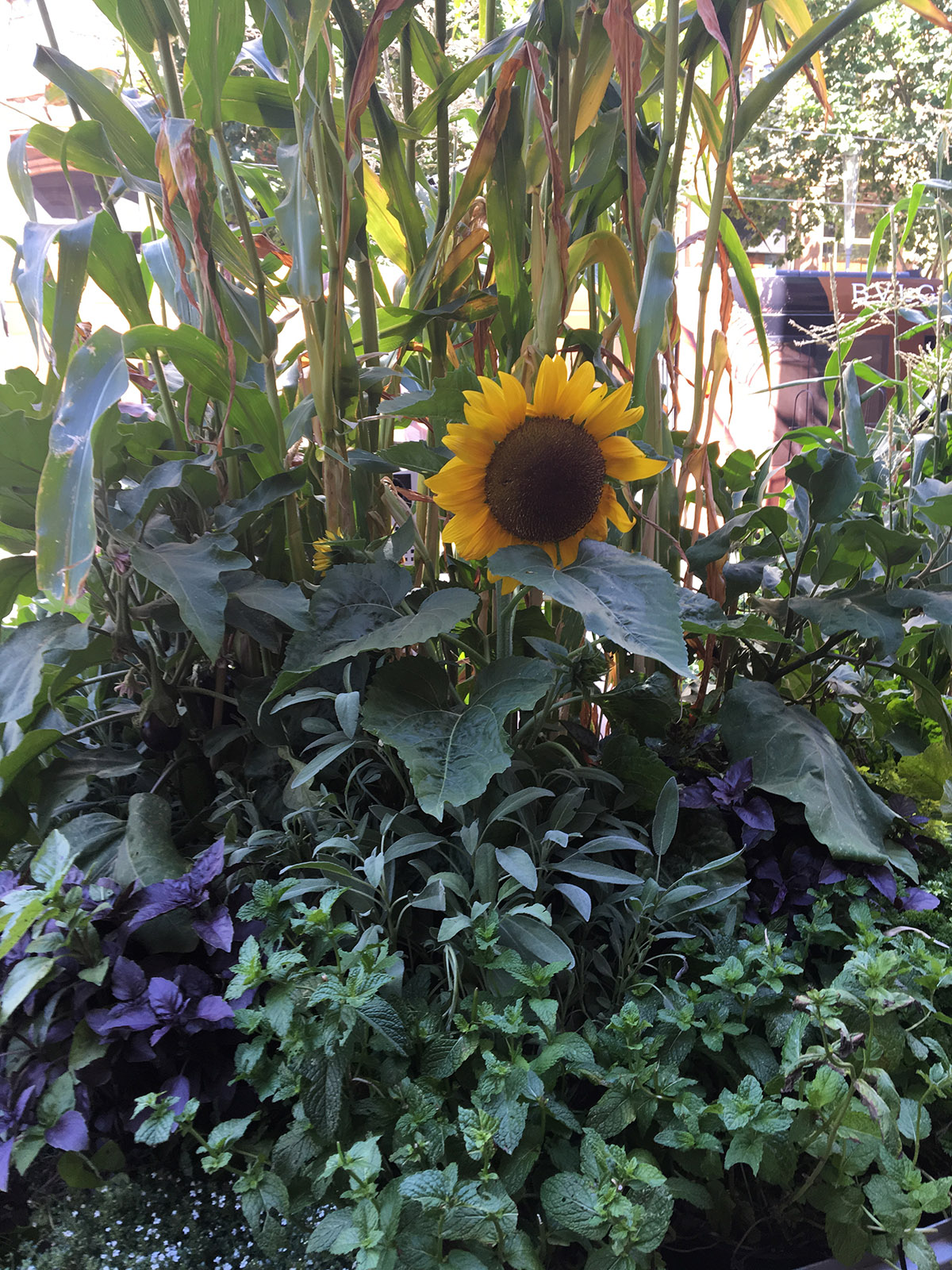 wayward tours sunflower in gardens in the city