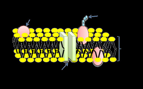 cell membranes