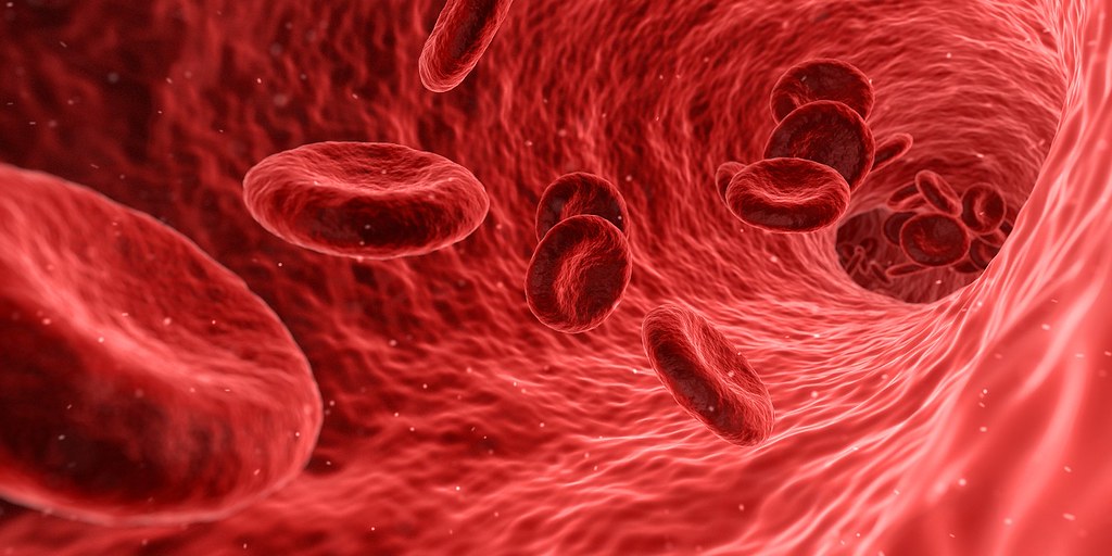 red blood cells thrive on foods that are high in iron