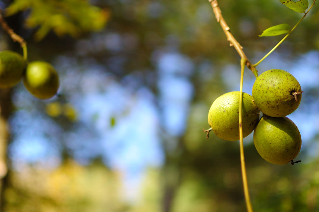 walnuts on the tree - why do walnuts look like brains?