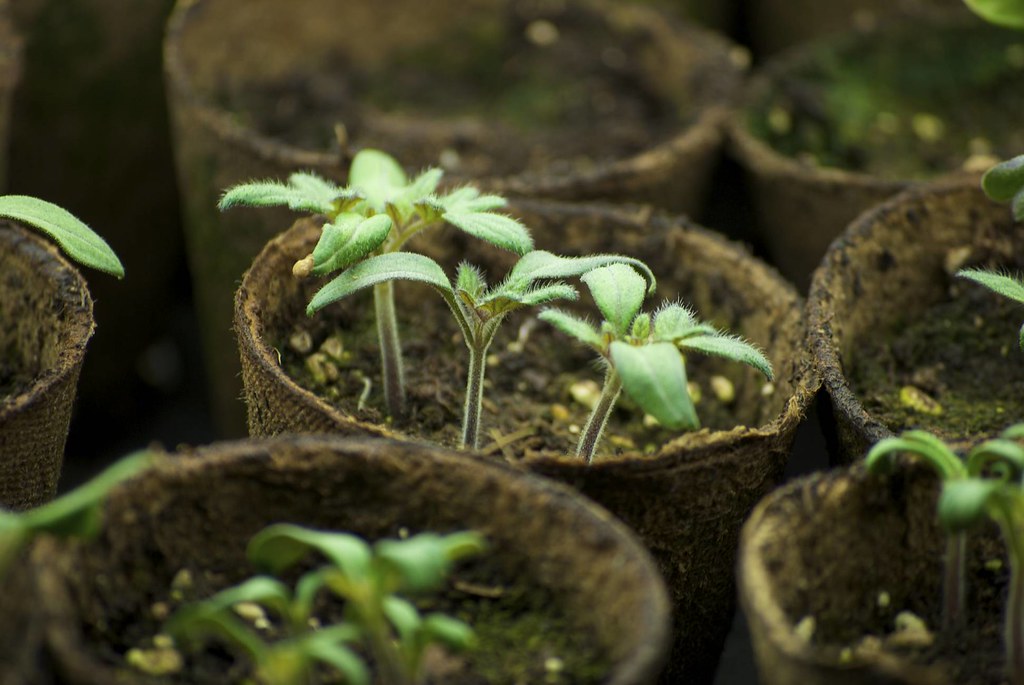 melbourne planting guide - tomato seedlings, melbourne vegetable planting guide