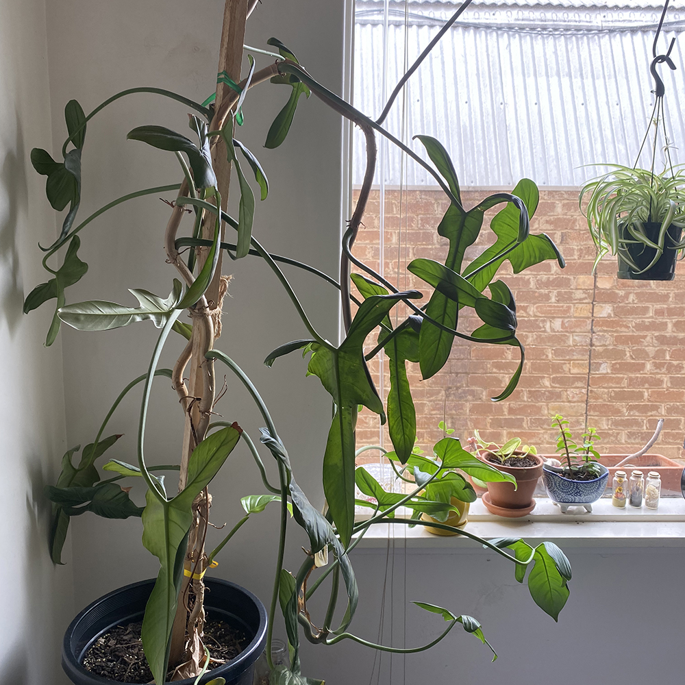 house plant near the beginning of my mirtazapine withdrawal journey