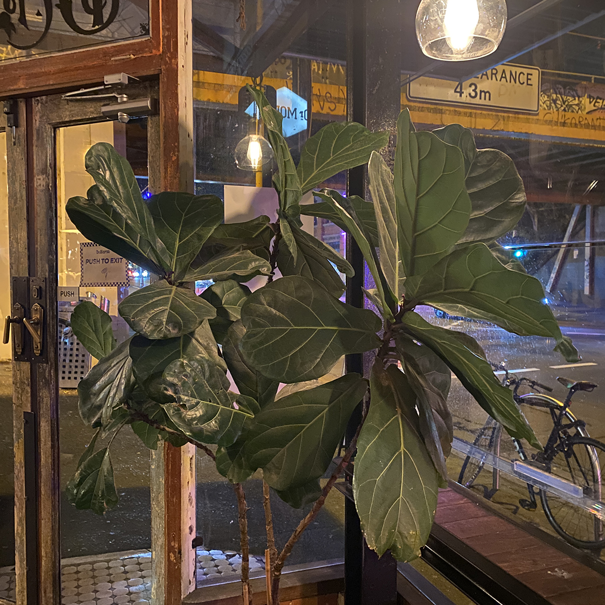 fiddle leaf fig at dr morse abbotsford at night time with a view out the window behind