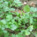 coriander plant