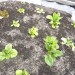 melbourne community gardens