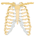 rib cage illustration