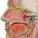 olfactory anatomy - sense of smell