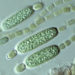 single celled organisms